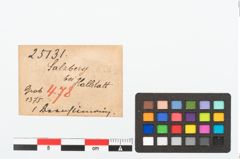 Etikett zu Bernsteinringperle (NHMW-PRAE-025131)